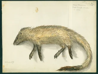 Mungo, 1872